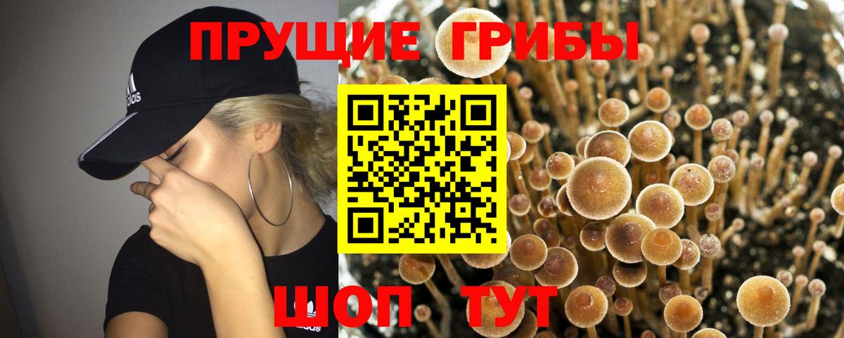 Семилуки  Псилоцибиновые грибы мухоморы  Псилоцибиновые грибы Psilocybe  Вход с VPN 